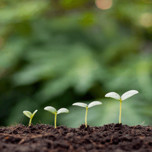 Cultivating Joy