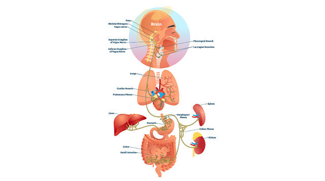 semaglutide vagus nerve Frontiers Combining Celiac and Hepatic Vagus